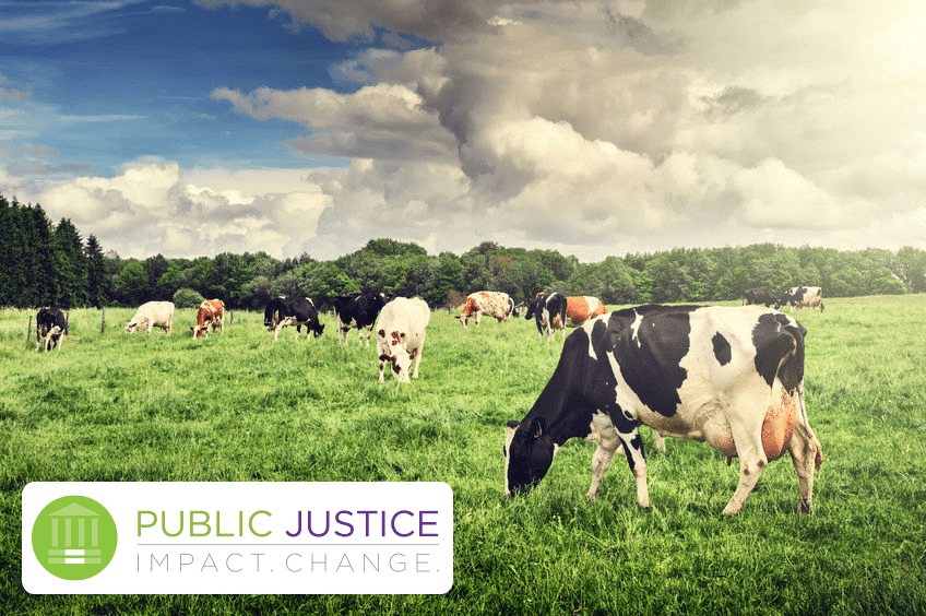 Public Justice Cleans Up Dairy Farm Pollution